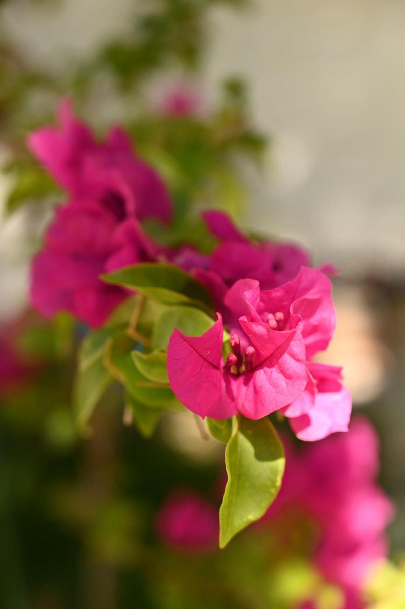 Niche Boutique Hotel Tiran Dış mekan fotoğraf